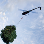 The Little Chopper that Could: The R44 Makes Fast Work Lifting Christmas Trees in Oregon