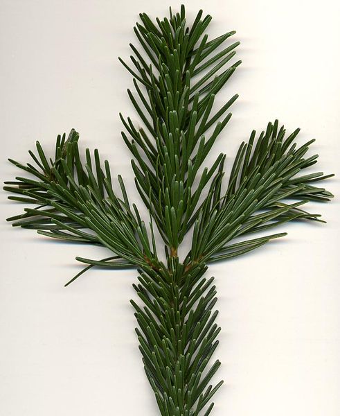 Closeup of Nordmann Fir